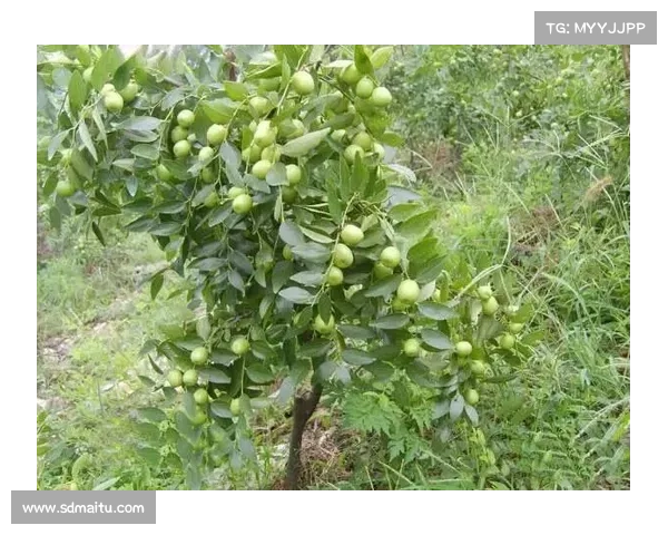 高地红石榴种植五大技巧助力高产稳产提升种植效果